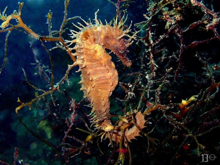 El CSIC inicia un proyecto para la conservación de caballitos de mar en el litoral 