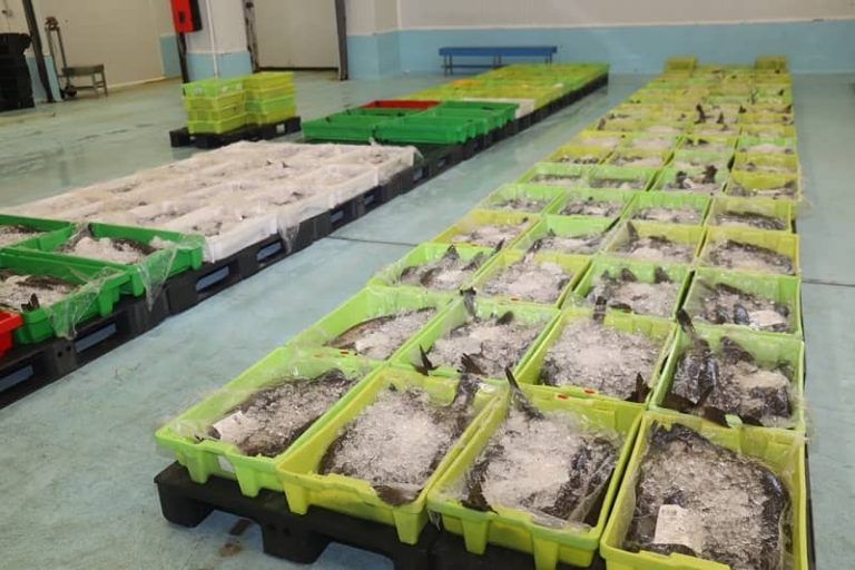 ‘Pescadegalicia.gal’ conmemora sus dos décadas de trabajo desgranando la actividad en las lonjas gallegas con una nueva y ágil herramienta de datos