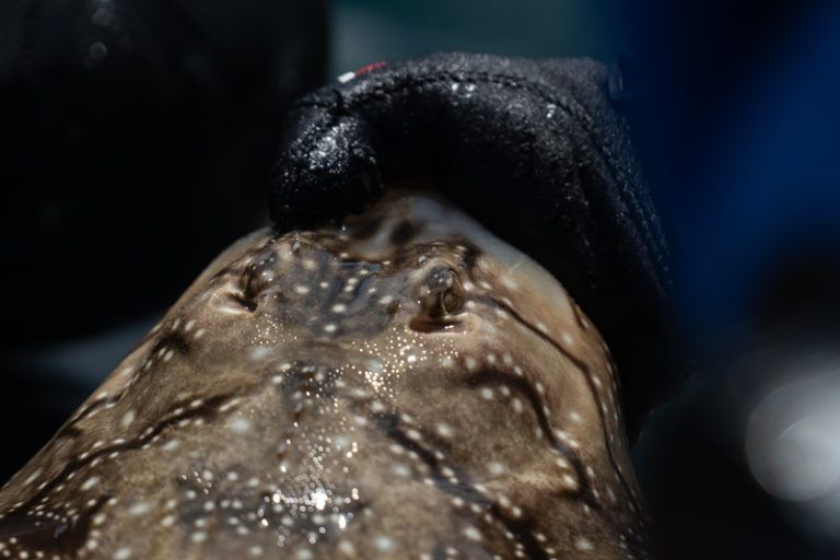 El CSIC da cuenta de sus primeros resultados sobre el estudio de la conectividad de los elasmobranquios en el Parque Nacional de las Islas Atlánticas