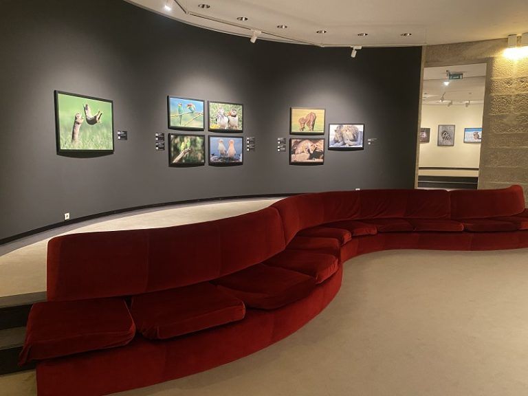 Casi 5000 personas visitaron la muestra de Afundación «Comedy Wildlife» en solo tres semanas de exhibición