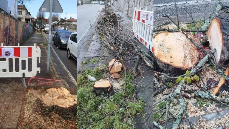 Denuncian la «política arboricida» de Vigo y la poca transparencia del Gobierno local en la materia