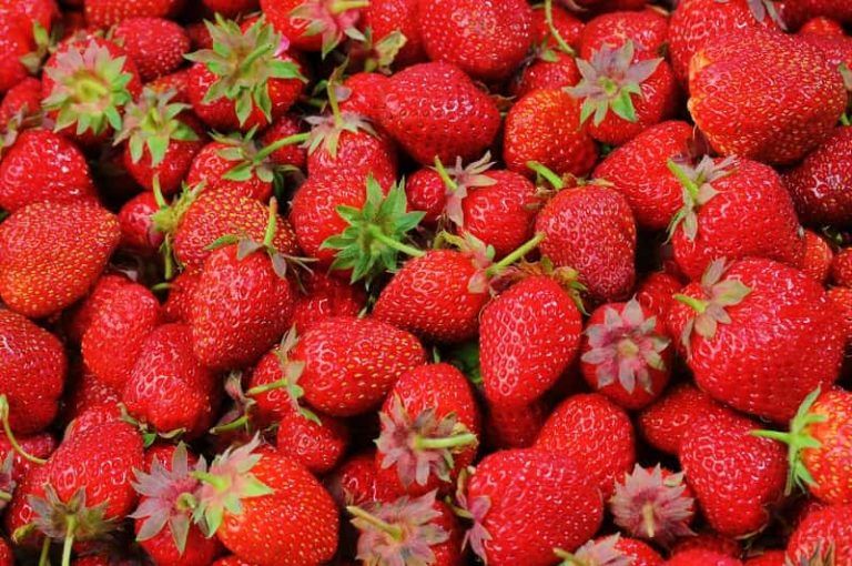 VOX exige a la Unión Europea la prohibición inmediata de importación de fresas de Marruecos