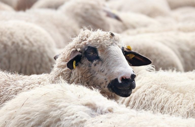 Acepta una multa de 1.080 euros por dejar morir de hambre y sed a dos ovejas y una cabra en una finca de Gondomar