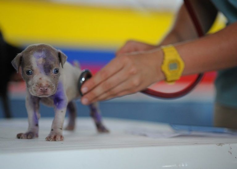 Sanidad publica el decreto que regula el suministro de medicamentos de uso humano exclusivamente hospitalario para profesionales de la veterinaria