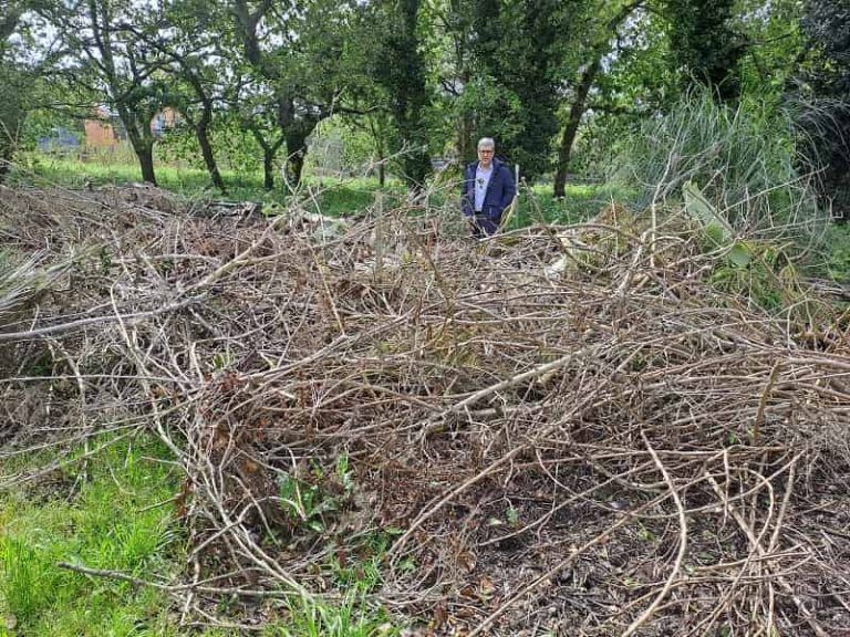 El PP de Vigo exige a Caballero soluciones ante la falta de medios para recoger restos de talas y podas de árboles, que se acumulan por la ciudad