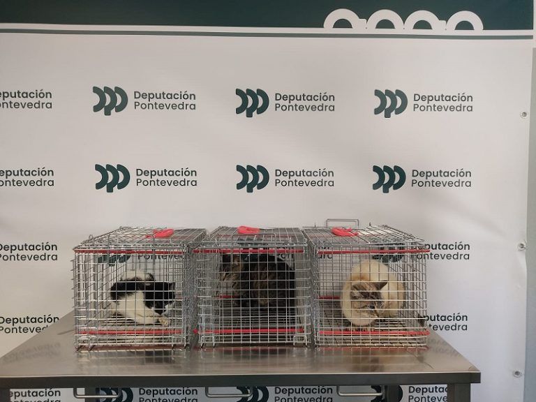 A Deputación comeza coas esterilizacións de gatos contempladas no programa de Colonias Felinas do CAAN