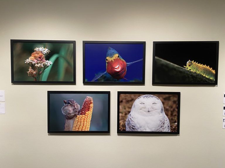 Más de 13.000 personas han visitado la exposición «Comedy Wildlife», que entra en sus últimos días en el Teatro Afundación de Vigo