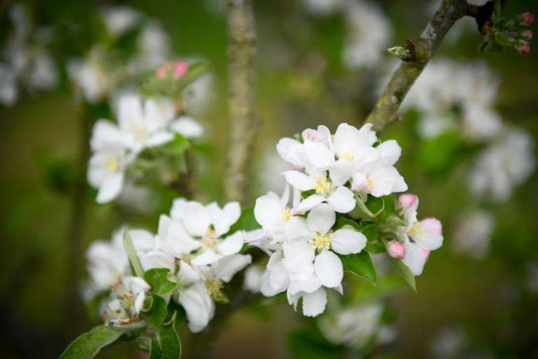 A Deputación abre este mércores a inscrición para participar nas “Rutas das Maceiras en Flor”