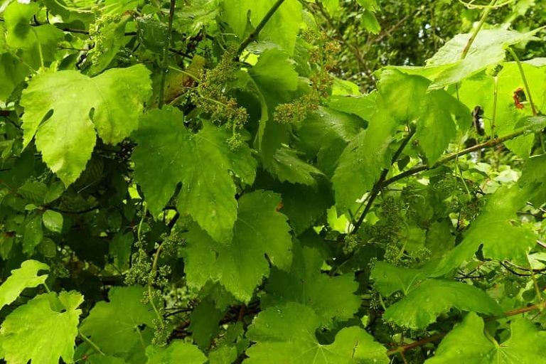 A Deputación aconsella manter a vixilancia ante o avance do mildio e manter ben rozada a vexetación baixo as viñas