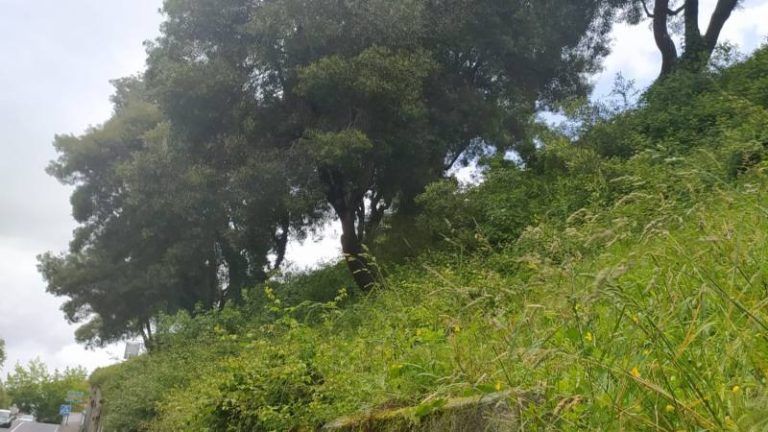 Una concentración de vecinos impide la tala de árboles programada por el Ayuntamiento en la calle Falperra de Vigo