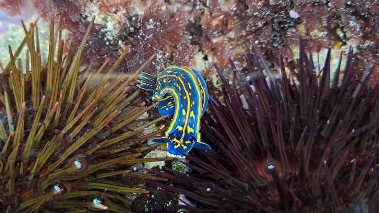 El Instituto Español de Oceanografía coordinará observadores del mar en la demarcación noratlántica