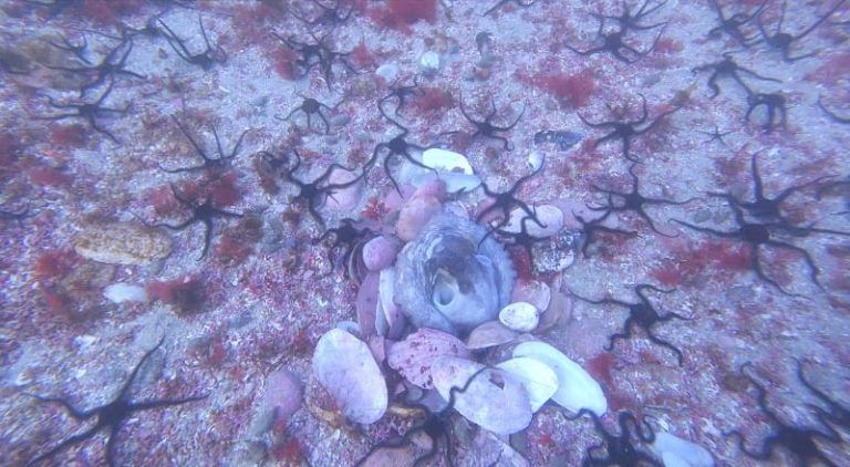 El IEO finaliza una campaña de investigación de los fondos de maërl en las rías Baixas gallegas