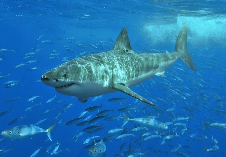 Arranca en Vigo una investigación sobre los tiburones blancos en el norte de España