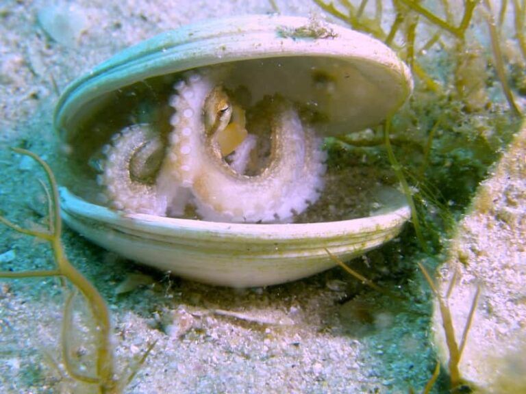 El CSIC avanza en el conocimiento del ciclo de vida del pulpo en la naturaleza