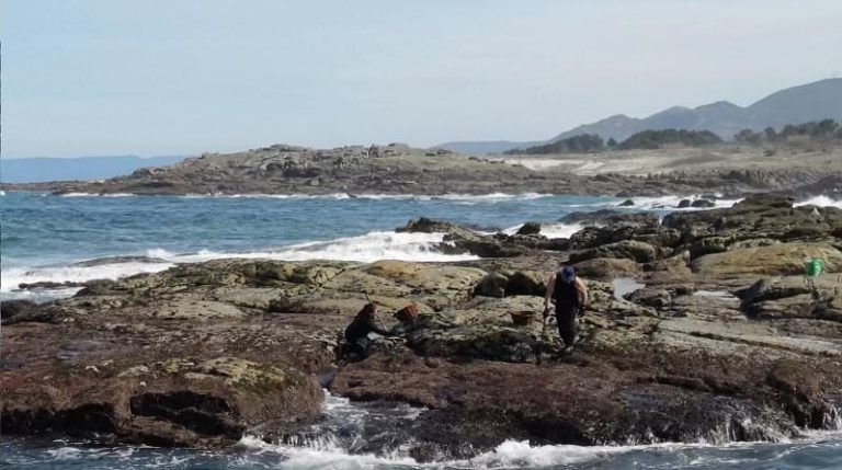 El CSIC revela que el afloramiento determina los cambios en la disponibilidad de la semilla del mejillón en Galicia