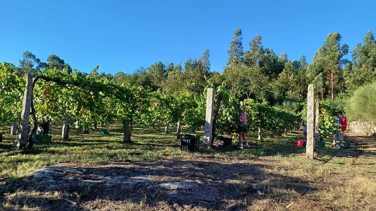La Deputación de Pontevedra subasta la cosecha de uva del Castillo de Soutomaior