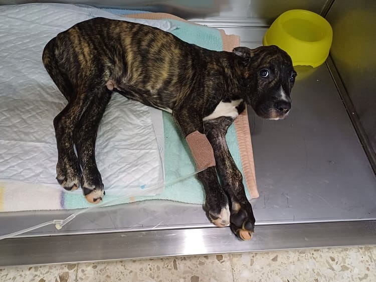 La Policía Local de Vigo solicita colaboración ciudadana para esclarecer un caso de maltrato animal