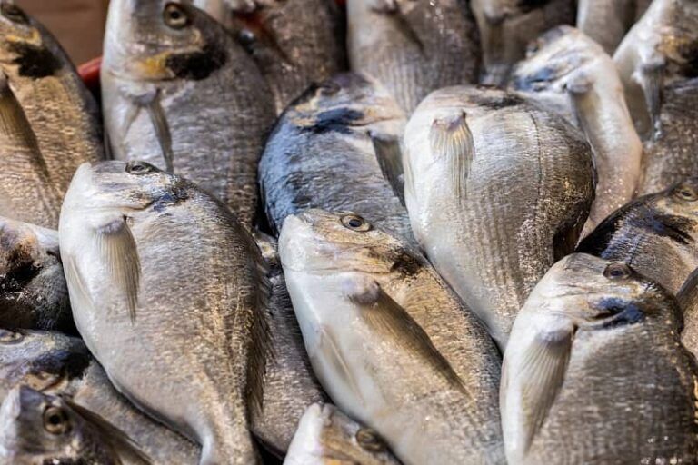 El PP propone bajar el IVA del pescado al 4% para reactivar el consumo y proteger el empleo en el mar
