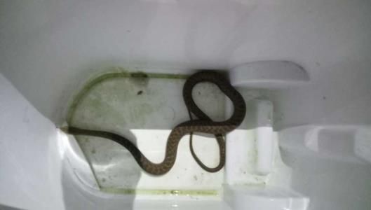 Hallan una serpiente en la cocina de una vivienda en Vigo