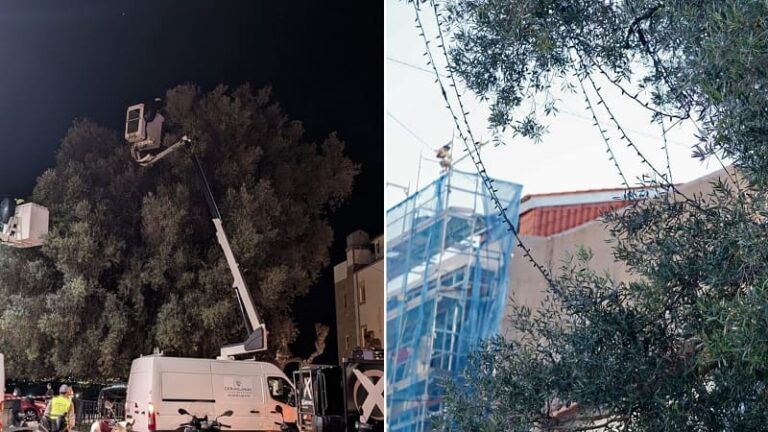 El BNG exige la retirada de las luces navideñas instaladas en el olivo centenario de Vigo