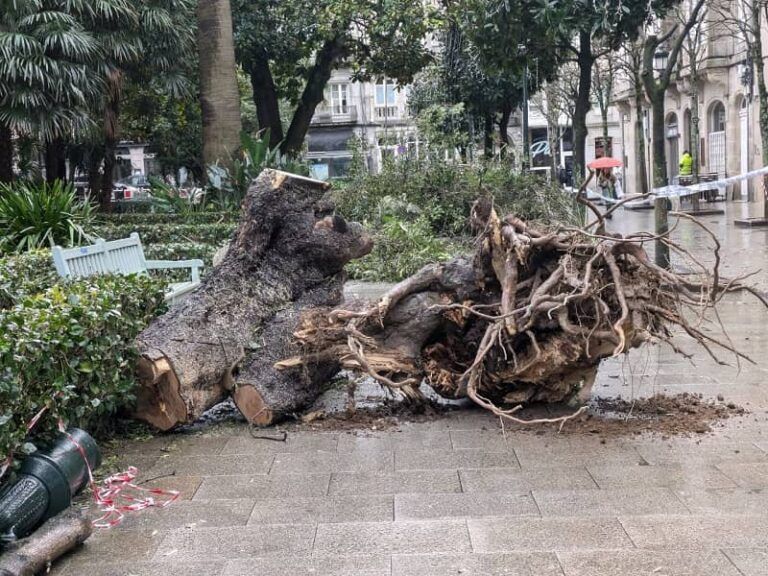 Vecinos de Vigo denuncian la caída de uno de los árboles más singulares en la Alameda