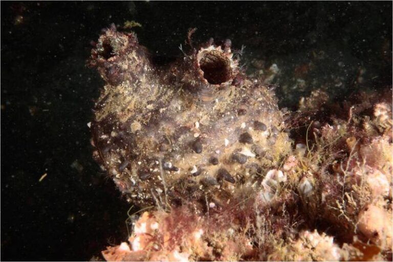 Detectada en Galicia una nueva especie marina exótica con potencial invasor