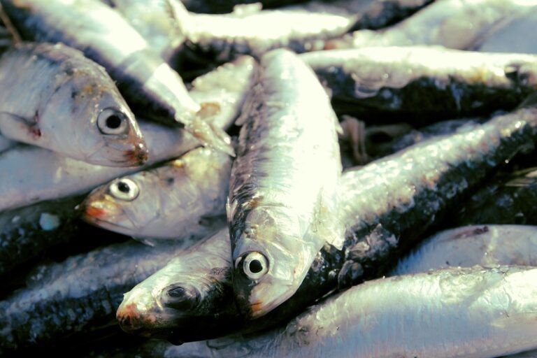 Un parásito amenaza la calidad de las sardinas gallegas