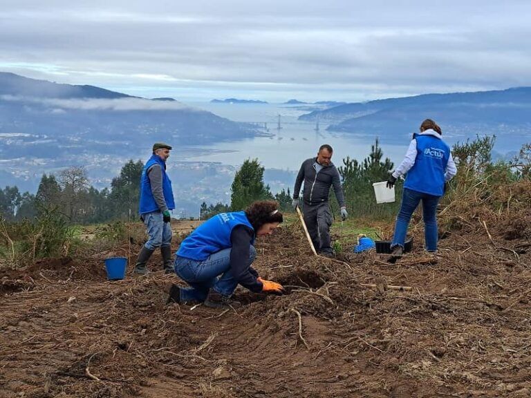 Voluntarios de Afundación y ABANCA plantan 300 árboles en Redondela