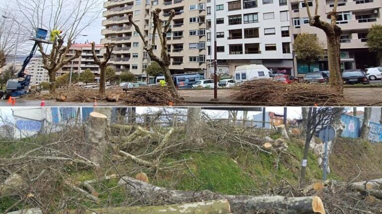 El BNG denuncia «arboricidio» en Vigo por la tala de árboles en la Florida y O Castro