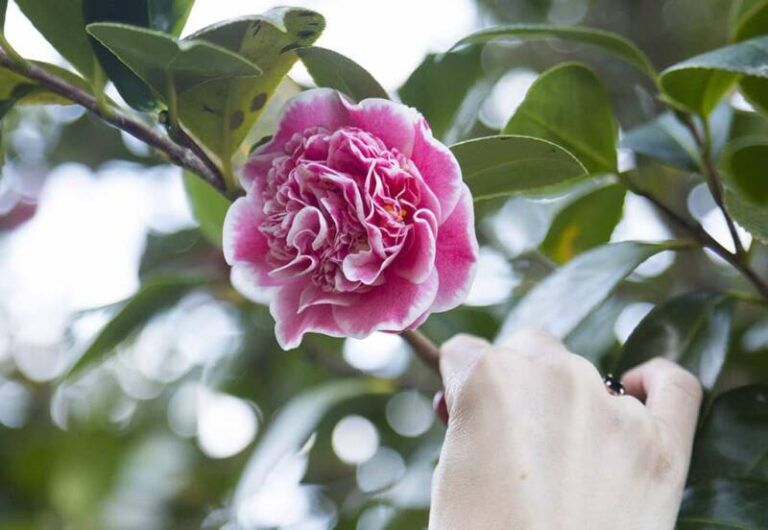 La Diputación de Pontevedra promociona la camelia en Japón para reforzar lazos y turismo