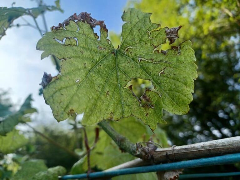 La Deputación alerta de los primeros síntomas de mildiu en las viñas tras las lluvias