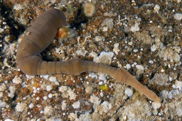 El IEO lidera la revisión nacional de especies marinas para mejorar la protección de la biodiversidad