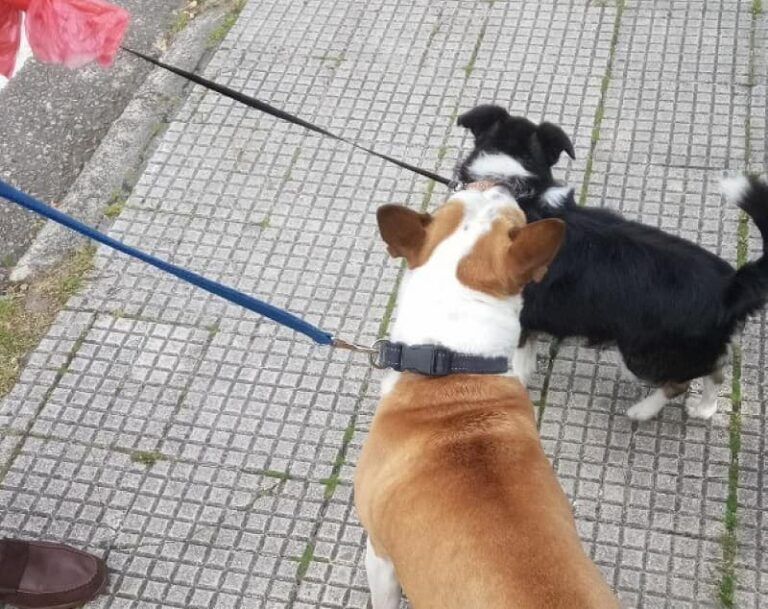 Investigan a un hombre por dejar a sus dos perros encerrados en un coche durante más de 40 minutos en Vigo