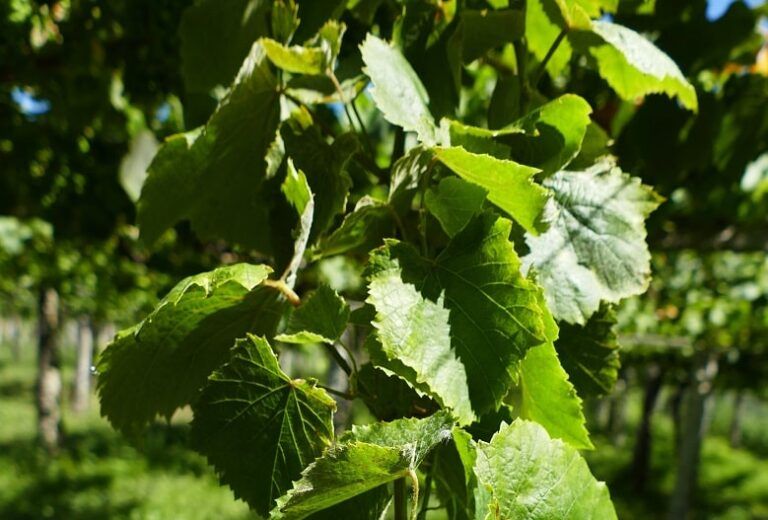 La Deputación de Pontevedra alerta sobre el riesgo de mildiu y oídio tras la ola de calor