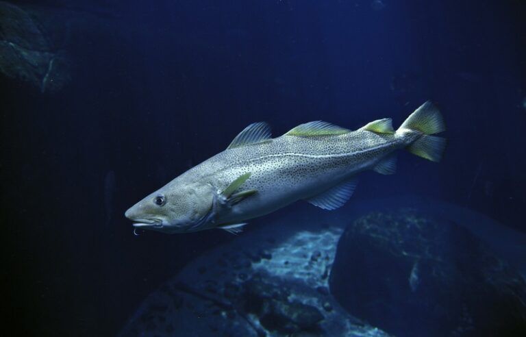 El mayor estudio sobre alimentación de peces revela el funcionamiento oculto de los ecosistemas del Atlántico Norte y el Ártico