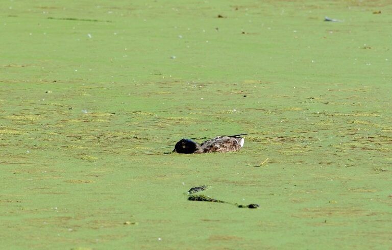 ADEGA alerta de un nuevo brote de botulismo en la laguna de A Congorza que ya ha causado la muerte de más de una decena de aves