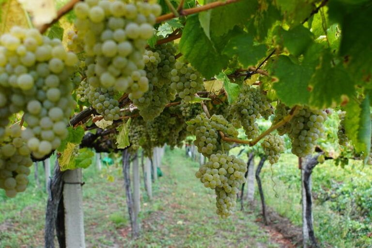 Arbo se afianza como destino de enoturismo en Galicia