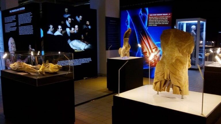 Bodies Evolution llega a Vigo con la mayor exposición mundial sobre el cuerpo humano