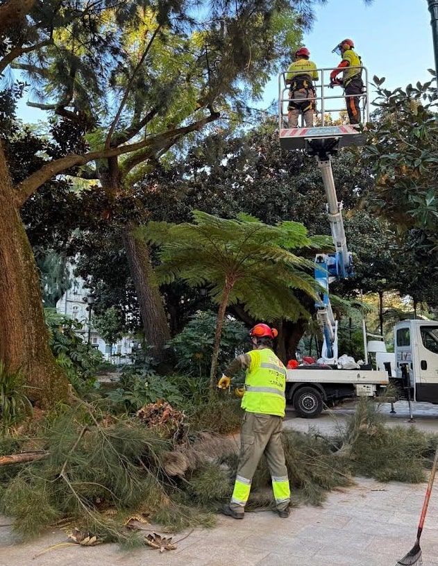 La Asociación de Vecinos Vigo Centro denuncia la destrucción del patrimonio verde en la Alameda