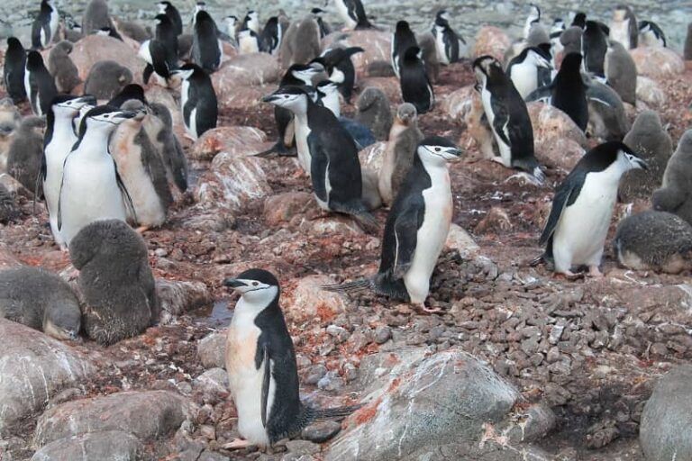 Científicos del IEO-Vigo descubren que los pingüinos propagan contaminación en la Antártida
