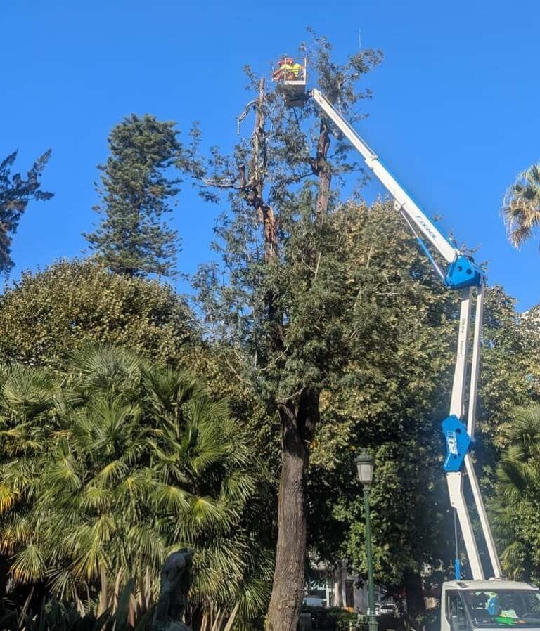 Amigas das Árbores de Vigo denuncia la tala de ejemplares centenarios en la Alameda y acusa al Concello de inacción ante las recomendaciones técnicas