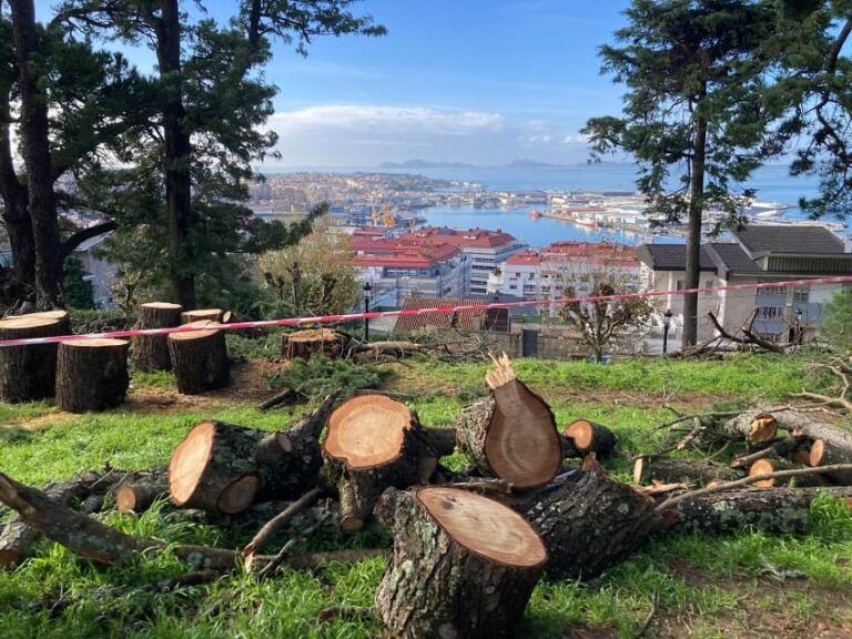 El BNG acusa a Caballero de “arboricidio permanente” y cuestiona sus cifras sobre el arbolado en Vigo