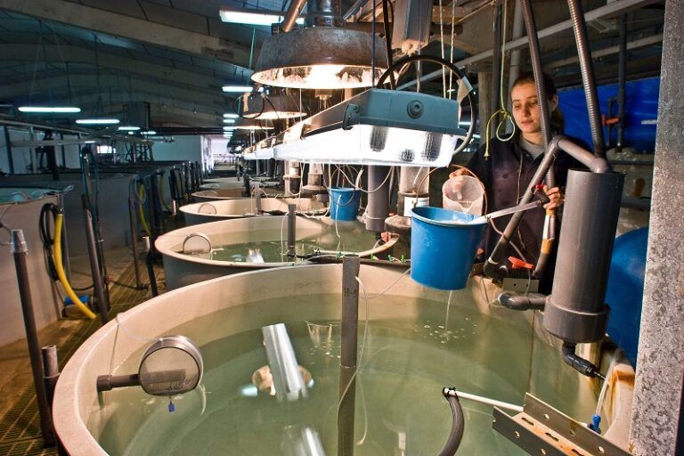 El IEO-CSIC celebra el Día de la Acuicultura con talleres, visitas y actividades divulgativas en Vigo, Murcia y Málaga