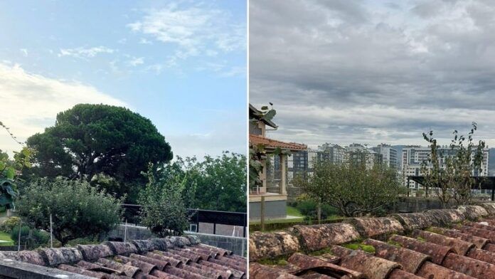 Foto_Antes e despois da talla do piñeiro manso en Navia-min