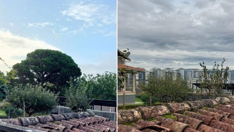 El BNG denuncia la tala de un piñeiro manso centenario en Navia durante las obras del Plan Parcial