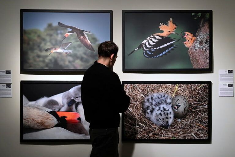Afundación trae a Vigo 45 impactantes escenas de maternidad animal en una exposición única