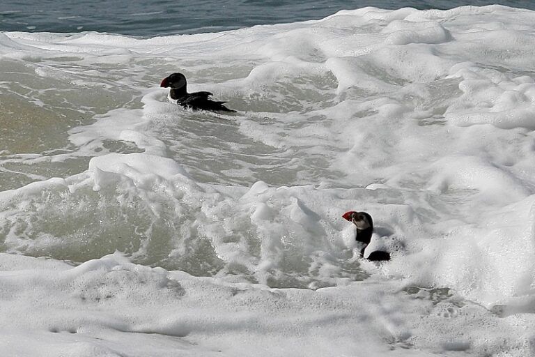 Dos araos papagaio regresan al mar en A Lanzada tras ser rescatados por temporales