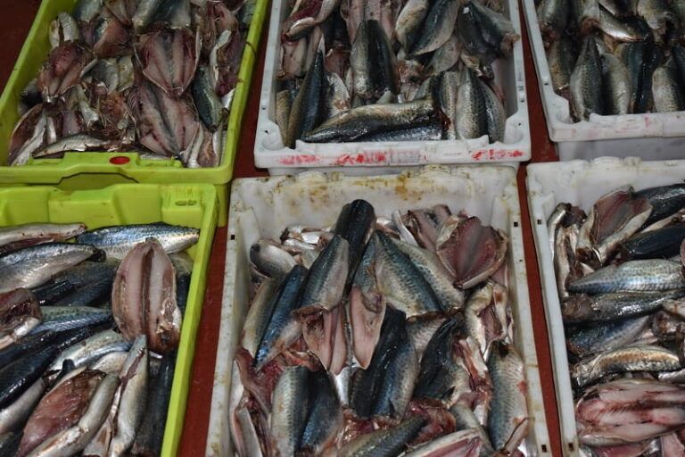 La ciencia gallega revoluciona la pesca artesanal con inteligencia artificial y economía circular