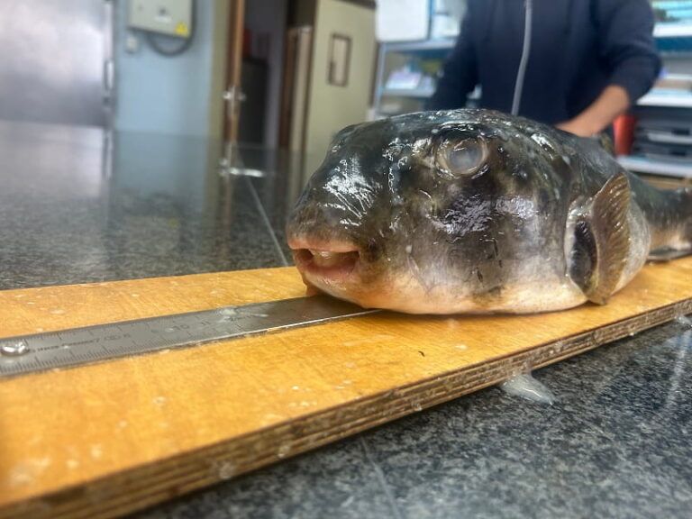 Detectan nuevas especies de pez globo en Galicia y alertan de la tropicalización del mar