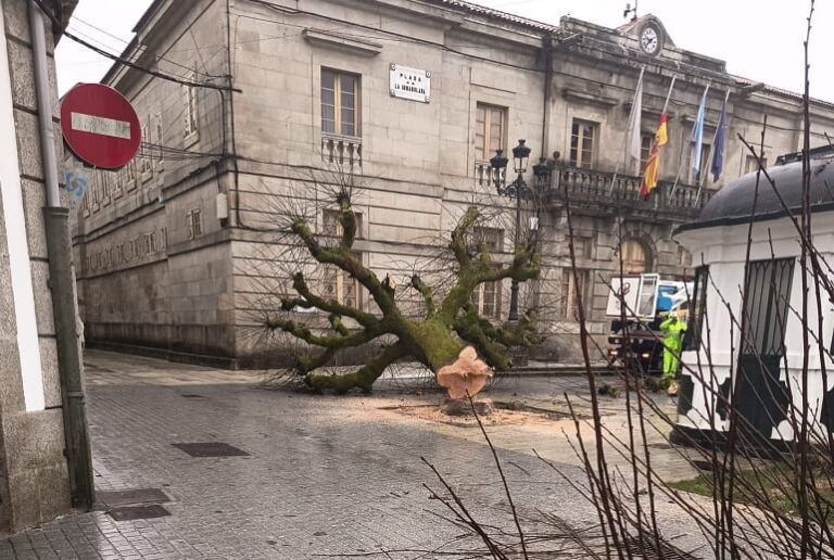El PP acusa al Concello de Tui de provocar daños en los tilos de la Praza da Inmaculada durante unas obras